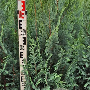 Chamaecyparis l. 'Columnaris' 100-120 cm met kluit