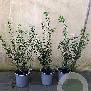 Osmanthus burkwoodii 40-60 cm 3,5L
