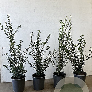 Osmanthus burkwoodii 40-60 cm 3,5L