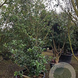 Osmanthus heterophyllus 250-300 cm container meerstammig
