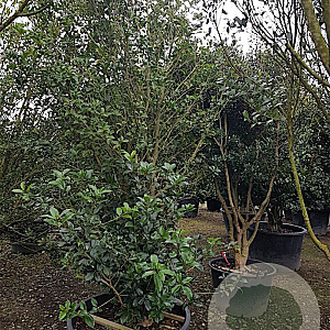 Osmanthus heterophyllus 250-300 cm container meerstammig