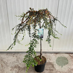 Cotoneaster suec. 'Juliette' 90 cm stam 10L 2jr.kroon