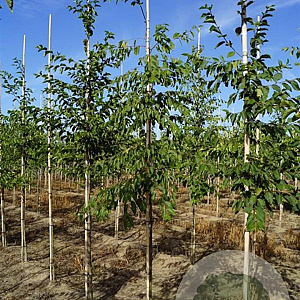 Ostrya carpinifolia 8-10 HO draadkluit
