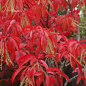 Oxydendrum arboreum 125-150 cm 40L struik