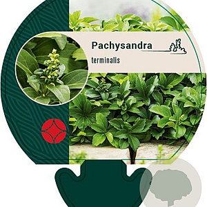 Pachysandra terminalis GM P9