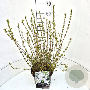 Deutzia gracilis 60-80 cm 10L
