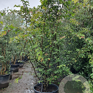Parrotia persica 200-250 cm container meerstammig extra