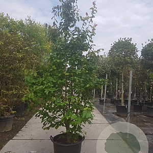 Parrotia persica 200-250 cm container meerstammig extra