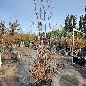 Parrotia persica 200-250 cm container meerstammig extra