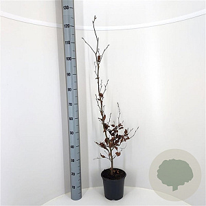 Fagus sylvatica 80-100 cm 3,0L
