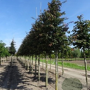 Parrotia persica 'Bella' 20-25 HO draadkluit 250 cm stam