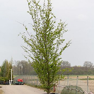 Parrotia persica 'Vanessa' 10-12 HO 40L