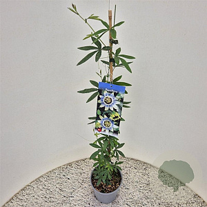 Passiflora caerulea 70-75 cm 2,5L