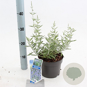 Perovskia 'Blue Spire' 30-40 cm 2,0L