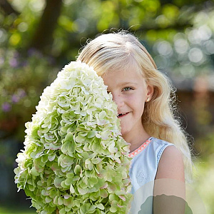 Hydrangea pan. Hercules 40-50 cm 3,0L