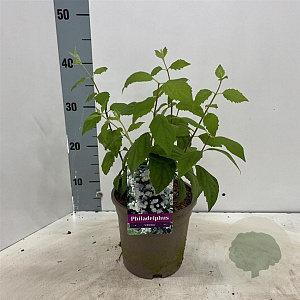 Philadelphus 'Virginal' 30-40 cm 2,0L
