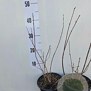 Philadelphus 'Virginal' 30-40 cm 2,0L