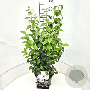 Philadelphus 'Virginal' 60-80 cm 10L