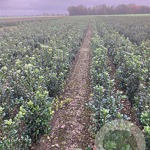 Ilex meserv. Heckenfee 60-80 cm met kluit