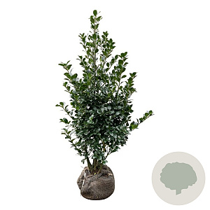 Ilex meserv. Heckenfee 100-125 cm met kluit
