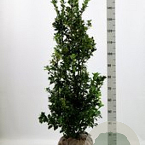 Ilex meserv. Heckenfee 125-150 cm met kluit