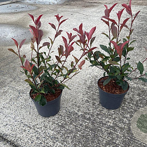 Photinia fraseri Carré Rouge GM C3
