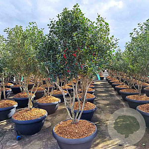 Ilex 'Nellie R. Stevens' GM cont. 230L meerstammig