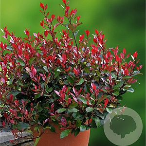 Photinia fraseri 'Little Red Robin' 80 cm stam 18L