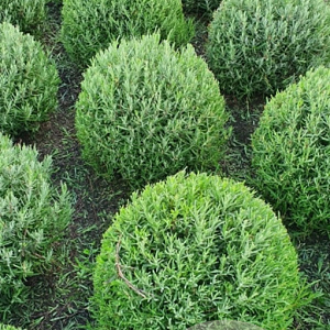 Lavandula ang. 'Munstead' 35-40 cm met kluit bol