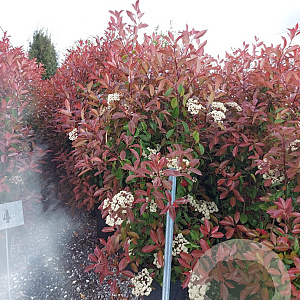 Photinia fraseri 'Red Robin' 150-175 cm 25L
