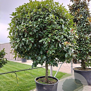 Photinia fraseri 'Red Robin' halfstam container
