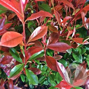 Photinia fraseri 'Robusta Compacta' 80HA 7L