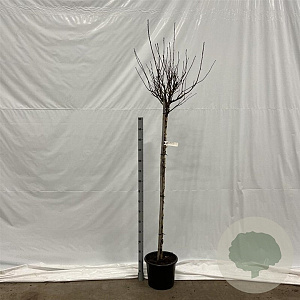 Physocarpus opulif. 'Red Baron' 120 cm stam 12L 2jr.kroon