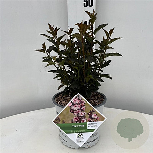 Physocarpus opulif. Tiny Wine 25-30 cm 3,0L