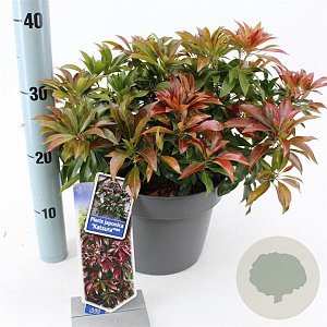 Pieris jap. 'Katsura' 30-40 cm 5,0L