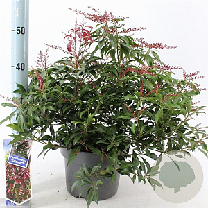 Pieris jap. 'Katsura' 30-40 cm 5,0L