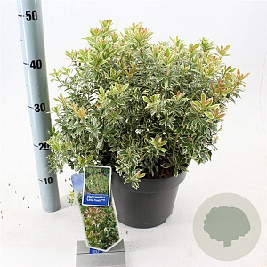 Pieris jap. 'Little Frosty' 30-40 cm 5,0L