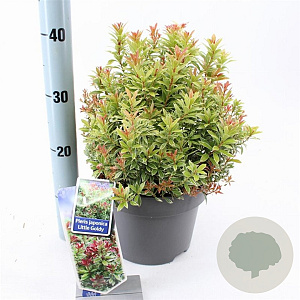 Pieris jap. 'Little Goldy' 30-40 cm 5,0L