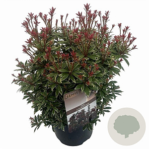Pieris jap. 'Little Heath' 25-30 cm 3,0L