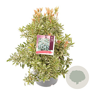Pieris jap. 'Little Heath' 25-30 cm 3,0L