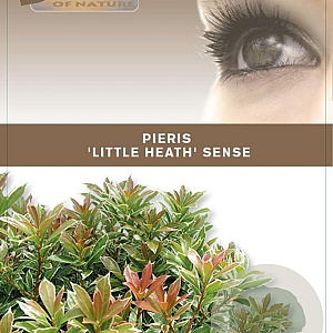 Pieris jap. 'Little Heath' 25-30 cm 3,0L