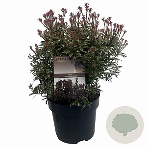 Pieris jap. 'Little Heath' 25-30 cm 3,0L
