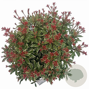 Pieris jap. 'Little Heath' 25-30 cm 3,0L