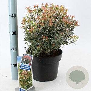 Pieris jap. 'Little Heath' 30-40 cm 5,0L