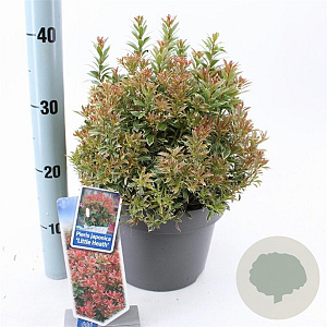 Pieris jap. 'Little Heath' 30-40 cm 5,0L