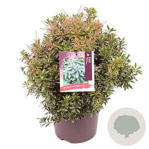 Pieris jap. 'Little Heath' 30-40 cm 5,0L