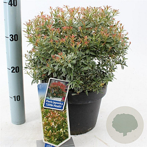 Pieris jap. 'Little Heath' 30-40 cm 5,0L