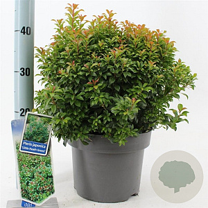 Pieris jap. 'Little Heath Green' 30-40 cm 5,0L