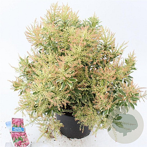 Pieris jap. Polar Passion 30-40 cm 5,0L