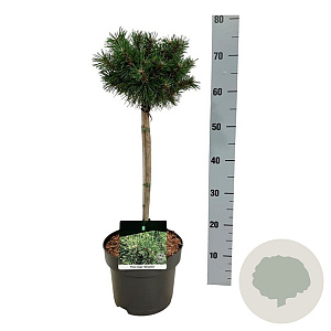 Pinus mugo 'Benjamin' 40 cm stam 5,0L